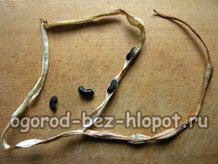 검은콩 씨앗을 수집하는 방법