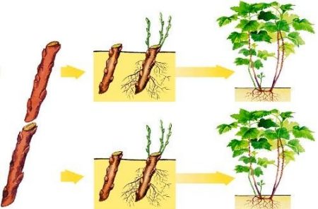 검은 건포도: 절단으로 번식