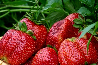 엘리자베스 여왕 딸기: 품종 설명, 리뷰