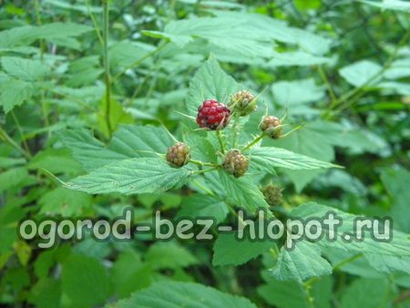 익지 않은 검은 라즈베리