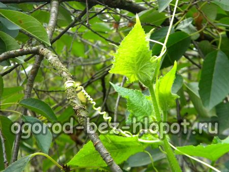 통에서 오이 재배: 심기 및 관리