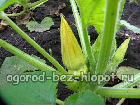 호박 재배 및 관리