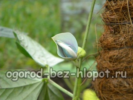 검은콩의 꽃은 콩과 식물의 꽃과 비슷합니다.