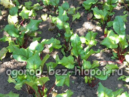 검은 흙에서 비트 재배