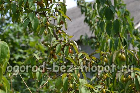 산딸나무의 유용한 특성