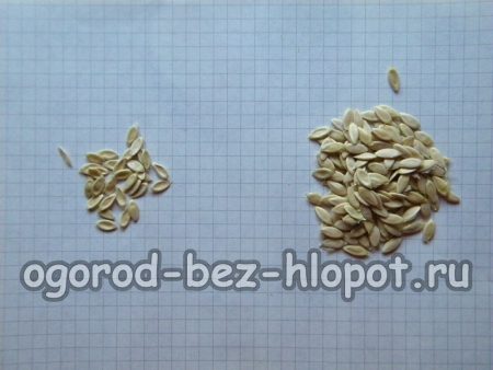 나쁜 오이 씨앗을 거부하세요