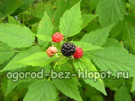정원에서 검은 라즈베리를 재배하는 방법