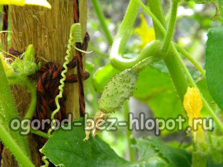 통에서 오이 재배