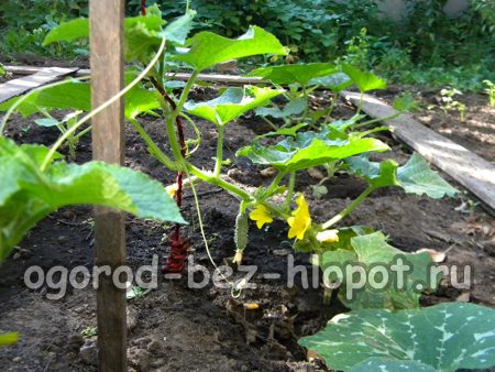 DIY 오이 받침대