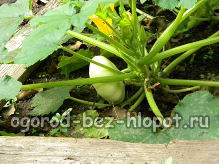 호박 재배 방법