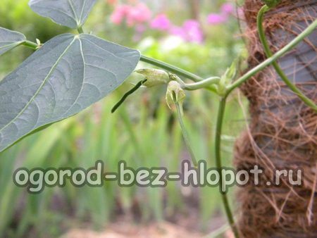 검은콩꼬투리의 얇은 난소