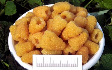 라즈베리 "옐로우 자이언트": 설명