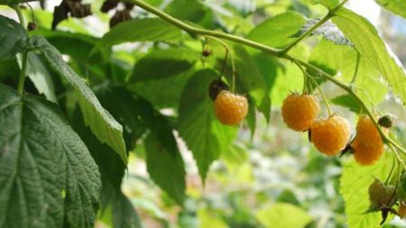 라즈베리 "옐로우 자이언트": 품종 설명