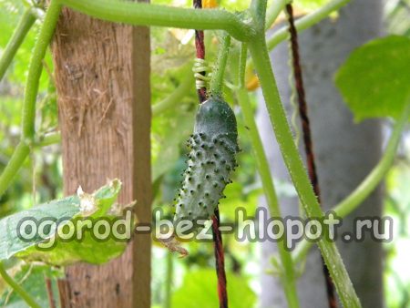 통에서 오이 재배