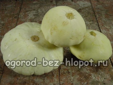 호박 재배 및 관리