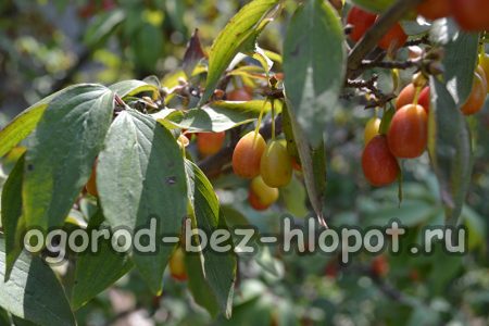 산딸나무 심기 및 관리