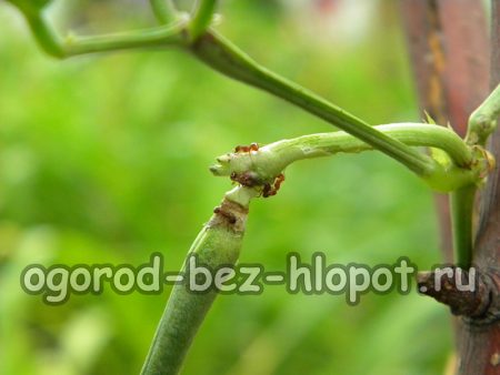 중국콩꼬투리는 매우 빠르게 자랍니다.