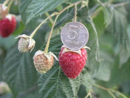 라즈베리 "헤라클레스": 품종 설명