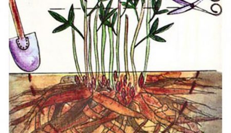 가을에 모란을 새로운 위치로 옮기는 방법