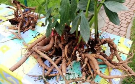 내년에 꽃을 피우기 위해 모란을 이식하는 방법