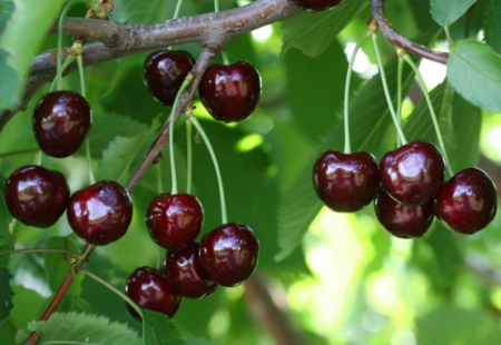 레브나 체리: 품종 설명, 사진, 리뷰