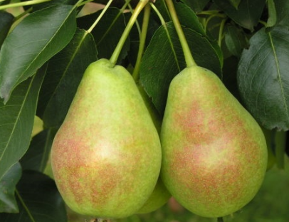 배 "프로스토 마리아": 설명, 사진, 리뷰