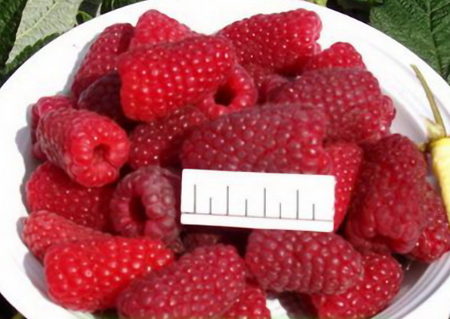 라즈베리 "브랸스크 미라클": 품종 설명, 리뷰