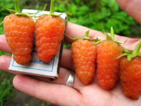 라즈베리 "오렌지 미라클": 품종 설명, 리뷰