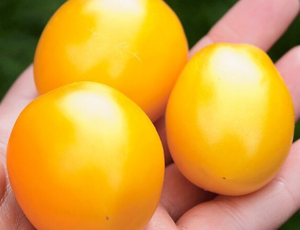 토마토 "De Barao": 품종의 특성 및 설명