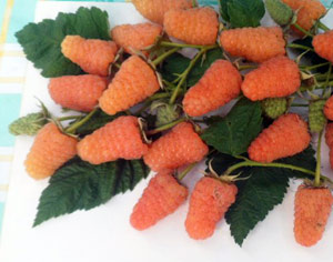 라즈베리 "오렌지 미라클": 품종 설명, 리뷰