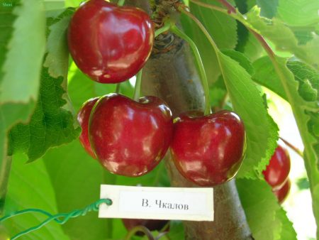 발레리 치칼로프 체리: 리뷰