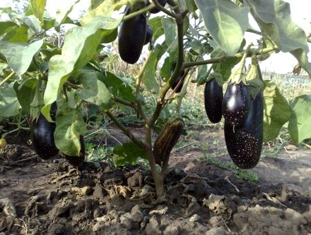 가지 "블랙 뷰티"