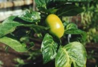 달콤한 고추 질병