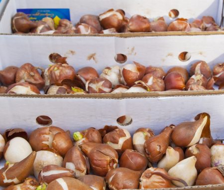 튤립 구근 보관 방법