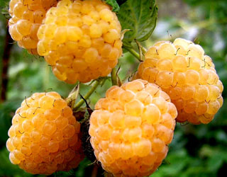 라즈베리 "옐로우 자이언트": 품종 설명, 사진