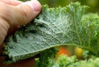 사과나무의 진딧물을 없애는 방법