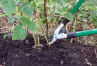 봄에 라즈베리 가지치기 방법