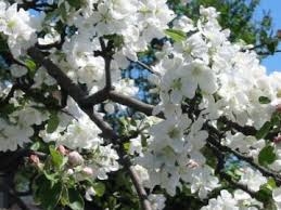 봄에 사과나무를 돌보는 방법