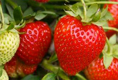 딸기 젠가 젠가나