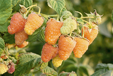 오렌지 미라클 라즈베리: 리뷰