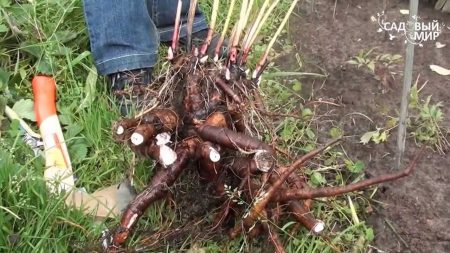 가을에 모란을 새로운 위치로 옮기는 방법