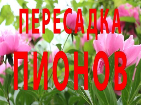 내년에 꽃을 피우기 위해 모란을 이식하는 방법