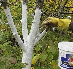 해충에 대한 백색 도료