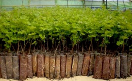 검은 건포도: 번식