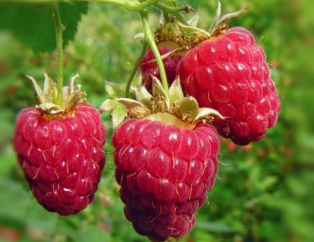 라즈베리 "모노마크의 모자": 품종 설명, 사진, 리뷰