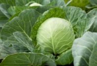 양배추 관리