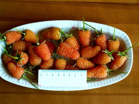 라즈베리 "오렌지 미라클": 품종 설명