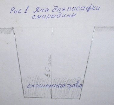 가을에 건포도를 새로운 위치로 이식하는 방법