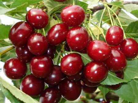 체리 '이풋': 품종 설명, 사진