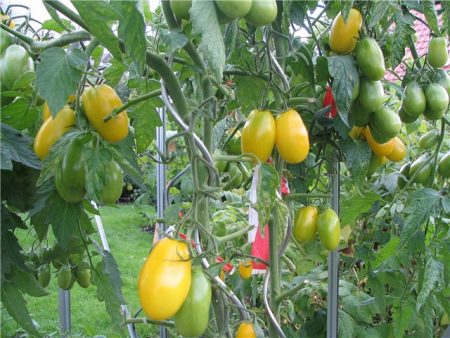 토마토 "De Barao": 특성 및 설명